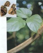 Spatholobus suberectus 